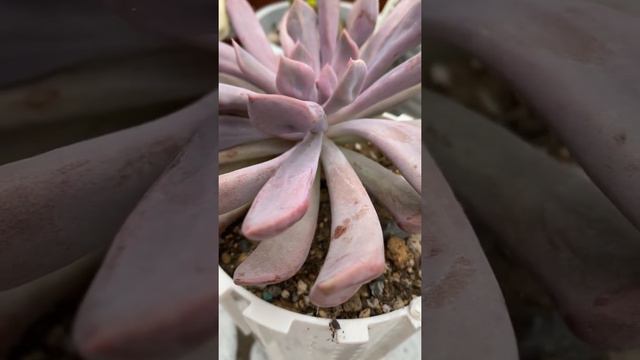 Graptoveria Topsy Debbie
