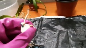 Гиппеаструм. Пересадка после покупки.