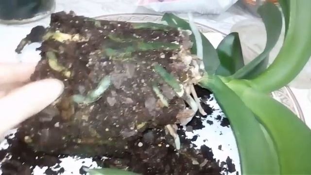 ОРХИДЕЯ, пересадка цветка и замена грунта смотреть онлайн