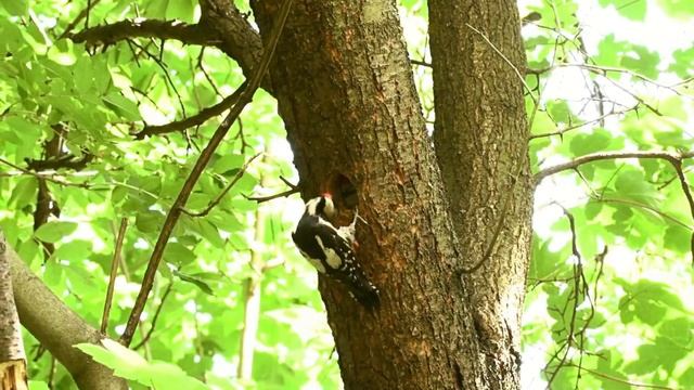 Большой пестрый дятел - Dendrocopos major.mp4 смотреть онлайн