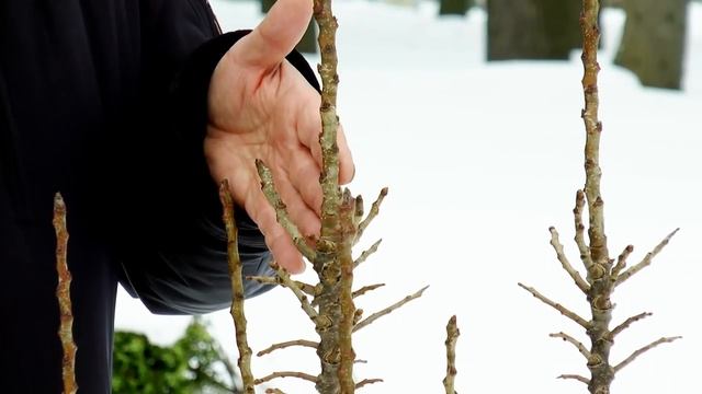 Бывают ли колоновидные груши? смотреть онлайн
