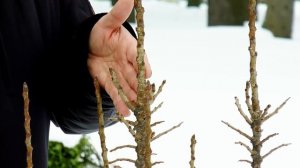 Бывают ли колоновидные груши?