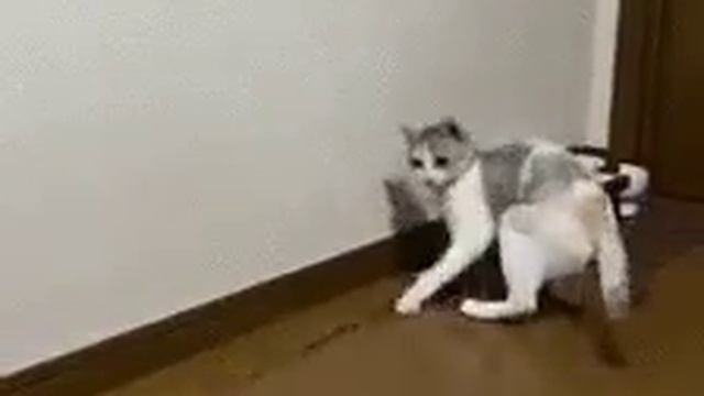 кошки эволюционируют смотреть онлайн