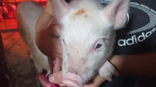 Железо для поросят! Визги, крики, но результат достигнут! смотреть онлайн