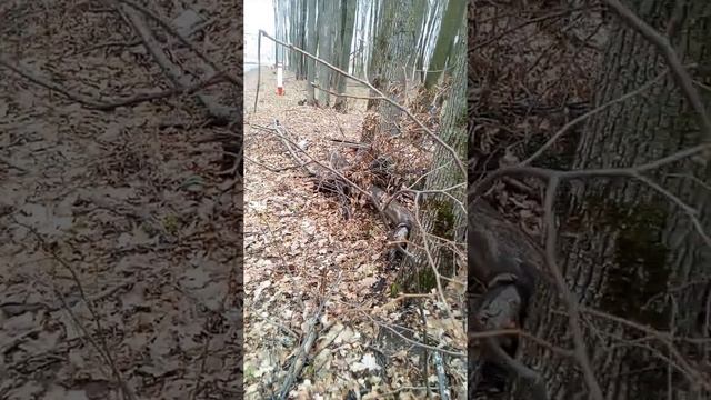 Саженец липы в лесу