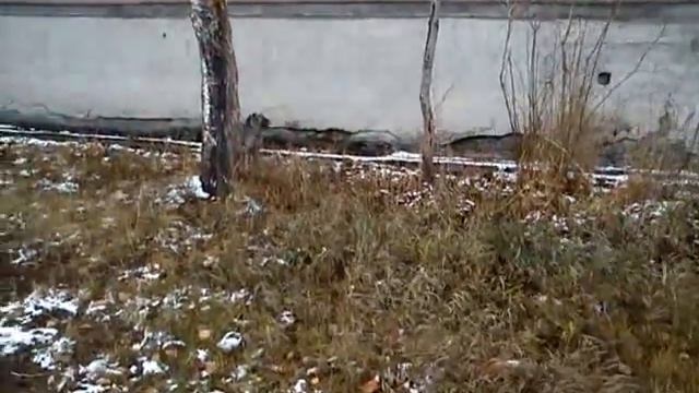 супер собака смотреть онлайн