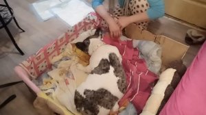 Роды французского бульдога