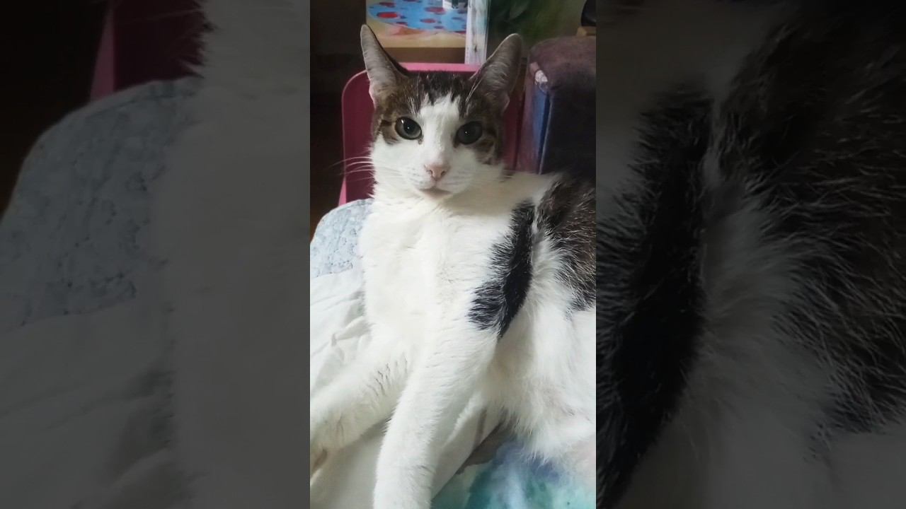 Моя милая Мурашка. #питомцы #милота #кошка #милая #люблю смотреть онлайн