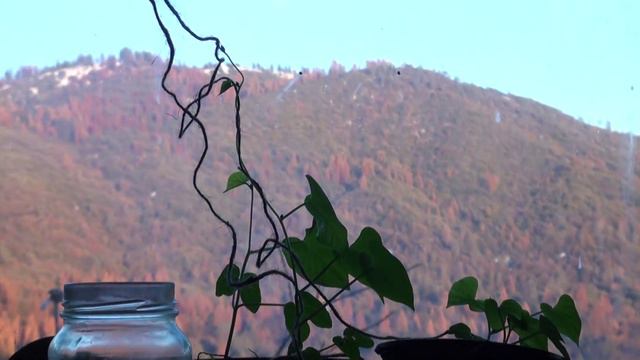 Morning Glory 12 15