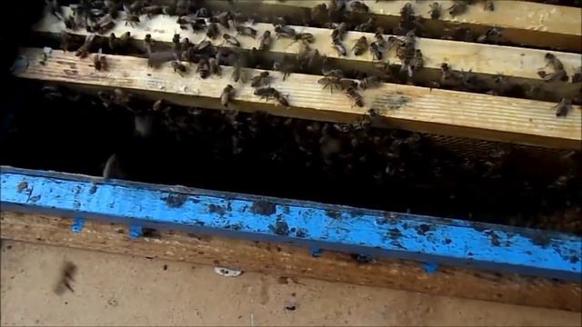 Рой 23 августа смотреть онлайн