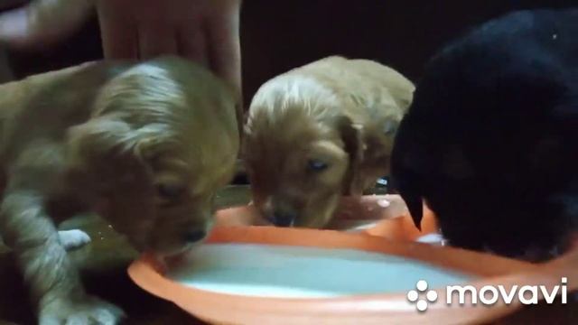 Щенки. Первые мясные шарики.На десерт молочко.