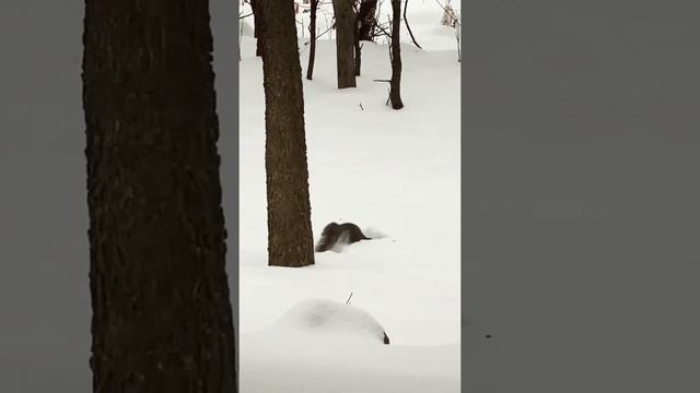 США штат Миннесота смотреть онлайн