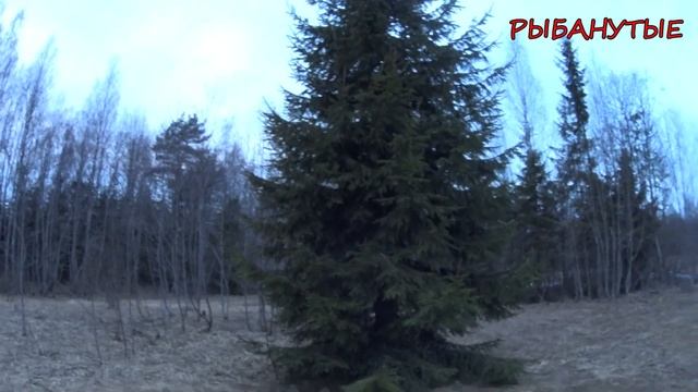 Выбираем место для Охоты. Охота на Вальдшнепа с Видеокамерой. Смотрим тягу Вальдшнепа 2023. смотреть онлайн