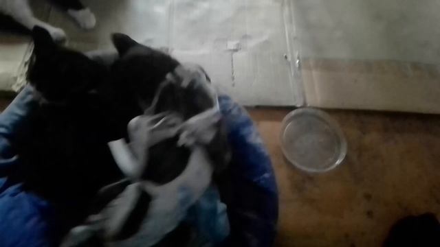Кошка после кастрации. Первые пару часов. Архивное. 17.07.2023 смотреть онлайн