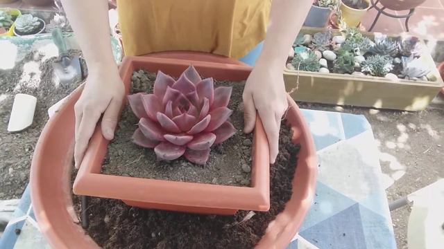 Echeveria Romeo trasplante смотреть онлайн