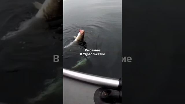 У меня налим, а у Сашки две трески.