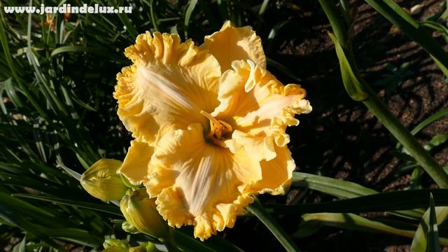 Цветение сортового лилейника DEVINE SEDUCTION в саду www.jardindelux.ru смотреть онлайн