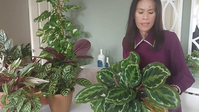 MY CALATHEA COLLECTION смотреть онлайн