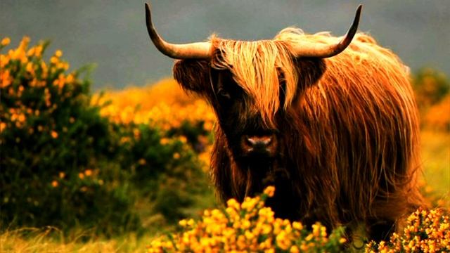 ?Кто такие Быки?Виды быков?Интересные и Малоизвестные факты о Быках! AnyWild смотреть онлайн