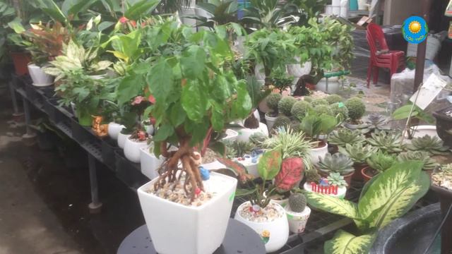 Cây Hạnh Phúc смотреть онлайн