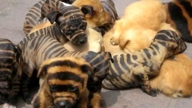 Парень купил щенка редкой породы, но уже на следующий день сильно пожалел о содеянном смотреть онлайн