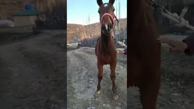 Тай сатылат тел:+996 774 102 820ареги Аксы Олонбулак айылы.Баасы 155 мин. смотреть онлайн