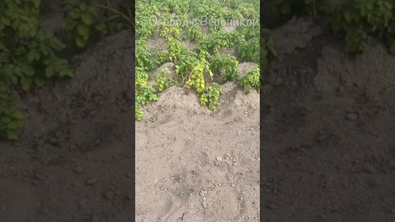 Всего 1 простейший приём после уборки картошки и весной земля будет как пух без удобрений! смотреть онлайн