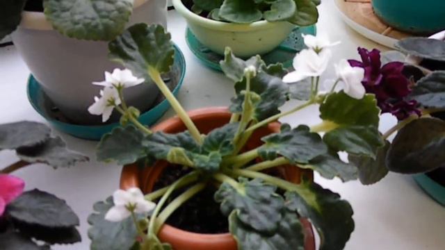 🌸а у нас цветут фиалки🌸🌸 и кактусы🌸 Belyangelochek🌸