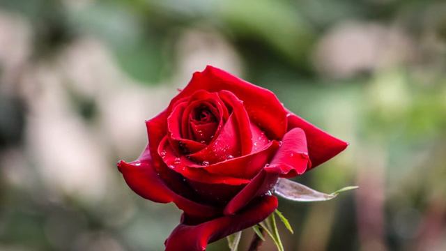 My love is like a red red rose - Robert Burns Cover By Amy Faith Morley смотреть онлайн