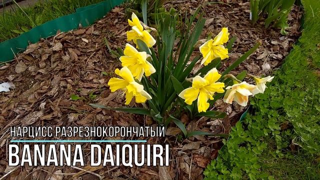 Хитпарад нарциссов 2023 | Нарциссы цветут: обзор 15 сортов нарциссов смотреть онлайн