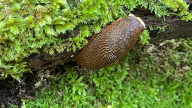 Laetiporus sulphureus (Трутовик серно-жёлтый), May 20, 2021 смотреть онлайн