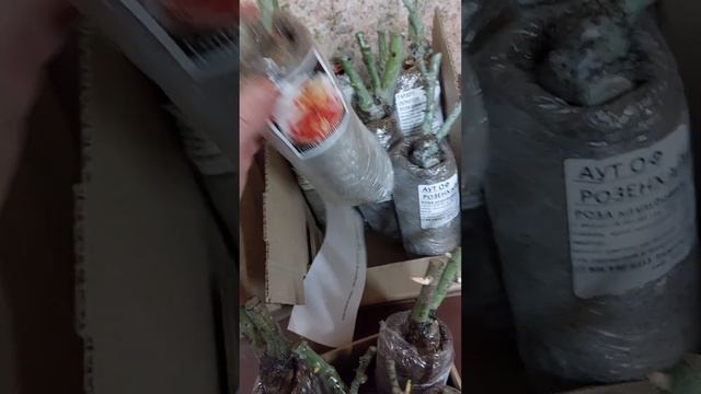 Выгодная покупка! саженцы роз в наборах по привлекательной цене! Кедр-Сад смотреть онлайн