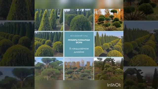 История создания питомника в 2006г. ЭкстраХвоя. С Любовью к Природе! смотреть онлайн