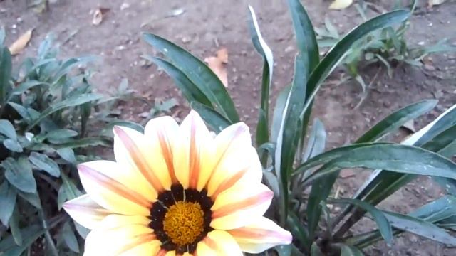 FLORES EN EL ASFALTO 61. Dormilona Margarita Africana Flor del Tesoro смотреть онлайн