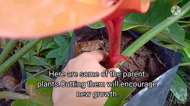 Orange Marmalade Philodendron Propagation And Care