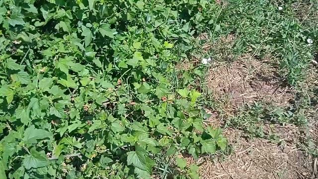 СБОР УРОЖАЯ ЧЕРНОЙ СМОРОДИНЫ. ЕДИНСТВЕННАЯ ОБРАБОТКА ОТ ТЛИ. смотреть онлайн