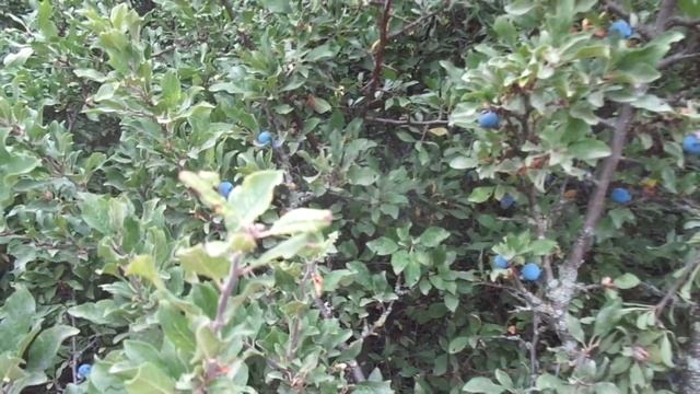 Терн - прародитель всех слив. Рецепты вкусностей терновых.