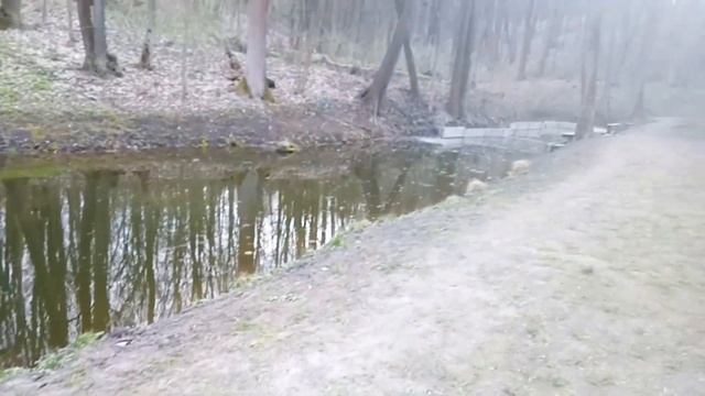 Воскресная прогулка в лесу. Весенние лесные цветы. смотреть онлайн