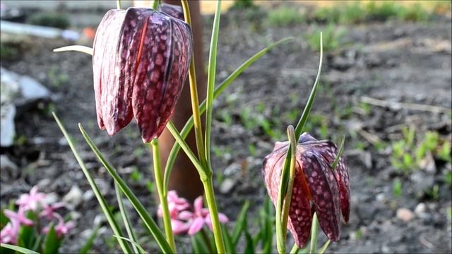 Цветок рябчик - Фритиллярия смотреть онлайн