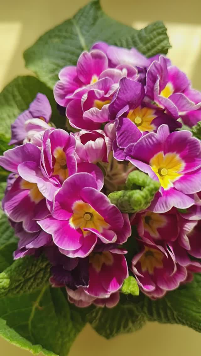 Примула 2024-03-21