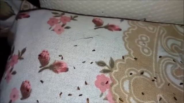 Спасение котенка с гниющей щекой смотреть онлайн
