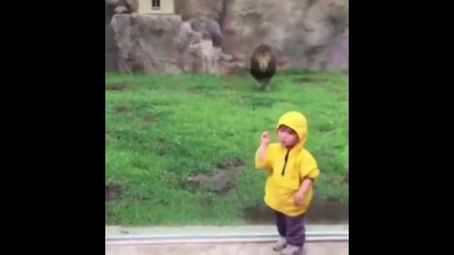 Огромный лев набросился на двухлетнего ребёнка смотреть онлайн