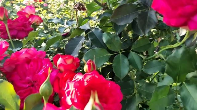 СОРТА РОЗ ОБИЛЬНО ЦВЕТУЩИЕ И НАДЕЖНЫЕ ДЛЯ НАЧИНАЮЩИХ РОЗОВОДОВ.??????? смотреть онлайн