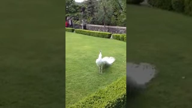 Самый редкий павлин! смотреть онлайн