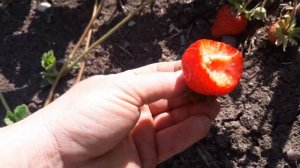 Клубника Аргентера - супер урожайный поздний сорт. Ягодная Ферма Поле Чудес. +79180102726