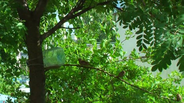 Воробушки едят. Sparrows eat смотреть онлайн