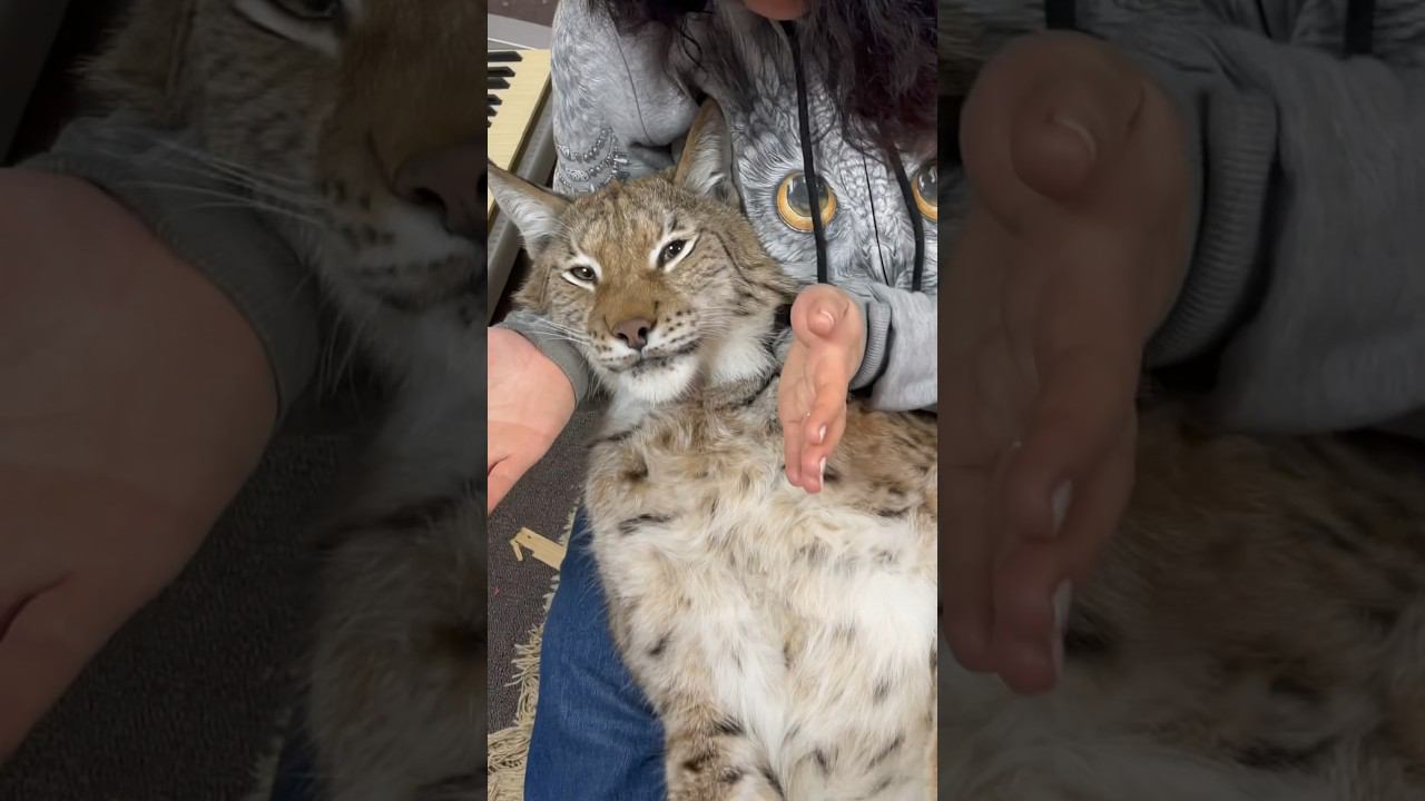 Рысь и КУ-КУ