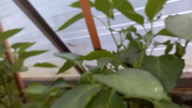 Репортаж 32 из Пирамиды Александра Фатеевича смотреть онлайн