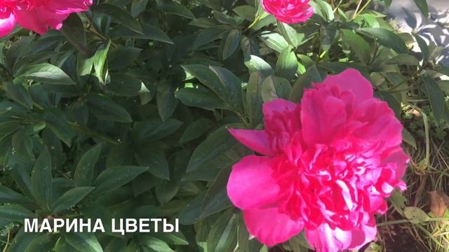Пионы зацвели спустя 10 лет СЕКРЕТ ПОТРЯСАЮЩИЙ смотреть онлайн