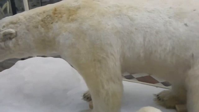 Зоологический музей МГУ на Никитской// смотреть онлайн